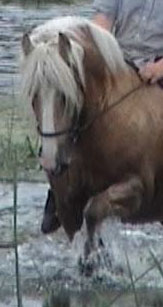 Rianna | Gypsy Vanner Mare for Sale | Palomino