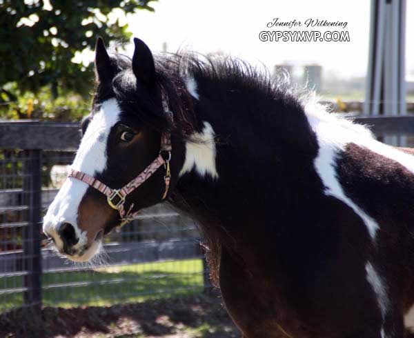 Gypsy Vanner Horses for Sale | Mare | Bay & White | Mocha