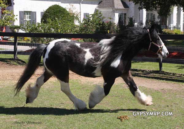 Gypsy Vanner Horses for Sale | Mare | Bay & White | Mocha