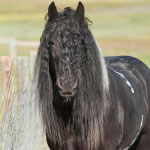 Gypsy Vanner Horses for Sale | Mare | Piebald | Romana 