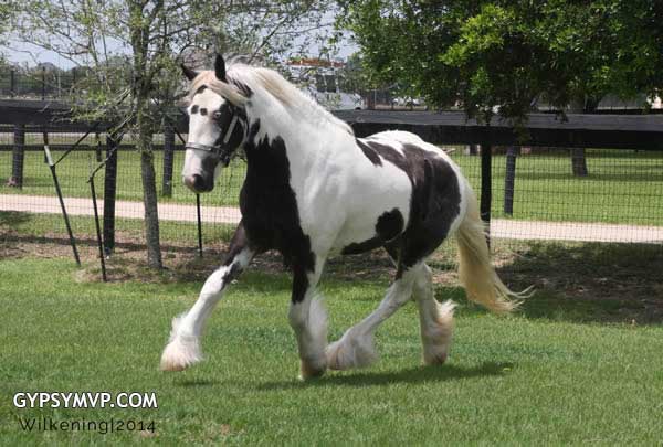 Gypsy Vanner Horses for Sale | Filly | Piebald | Abie