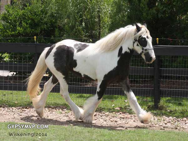 Gypsy Vanner Horses for Sale | Filly | Piebald | Abie