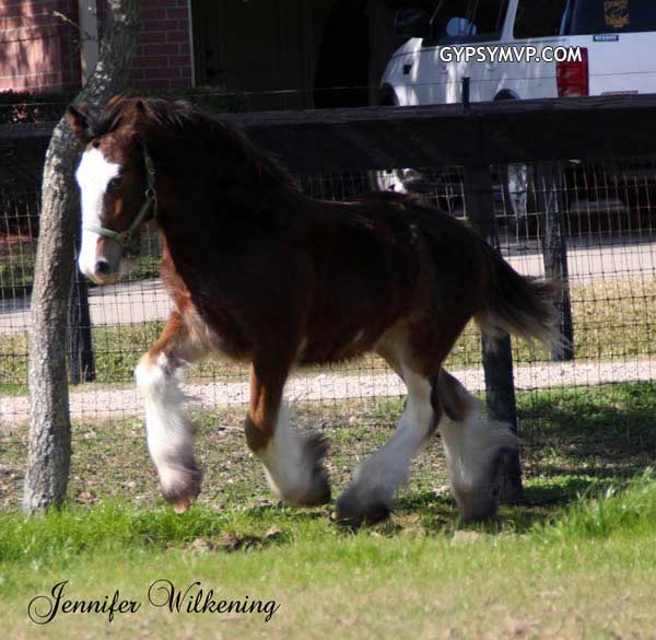 Gypsy Vanner Horses for Sale | Colt | Bay | Achilles