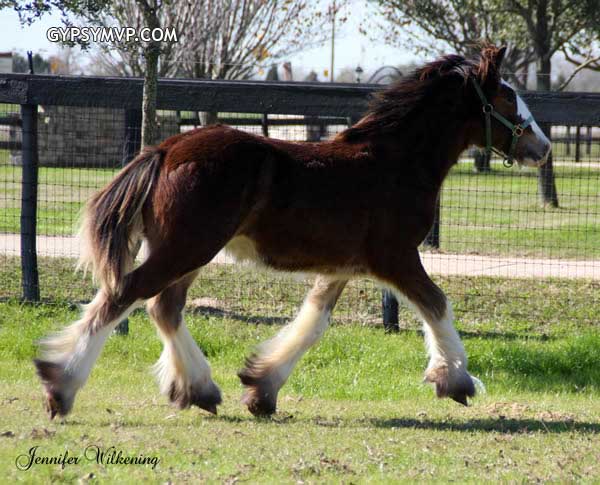 Gypsy Vanner Horses for Sale | Colt | Bay | Achilles