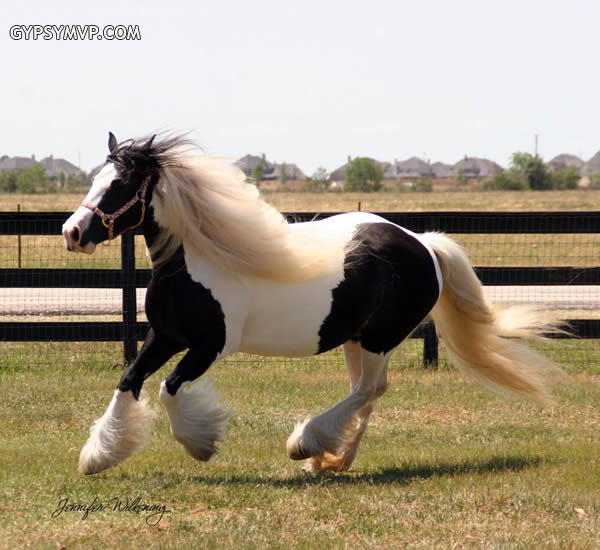 Gypsy Vanner Horse for Sale | Mare | Piebald | Addie 