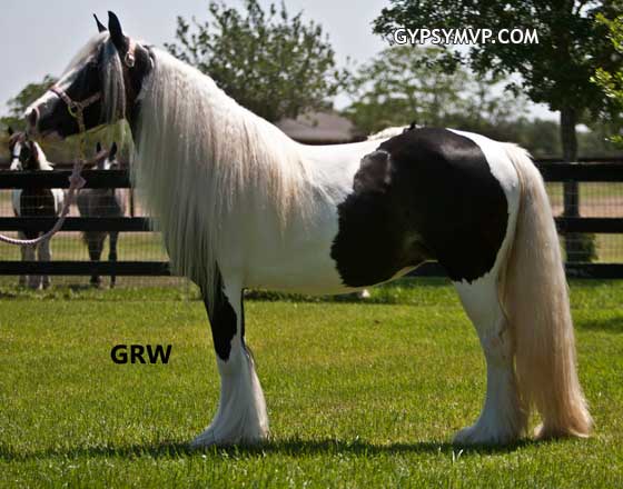 Gypsy Vanner Horse for Sale | Mare | Piebald | Addie