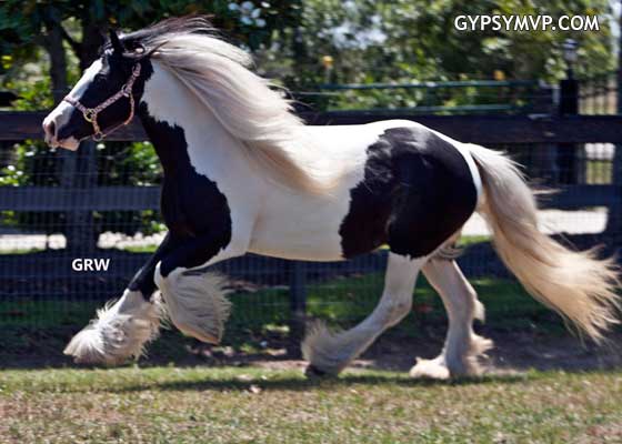 Gypsy Vanner Horse for Sale | Mare | Piebald | Addie 