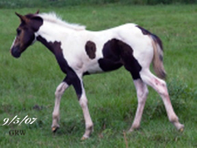 Anna |Gypsy-Quarter Filly for Sale | Piebald 