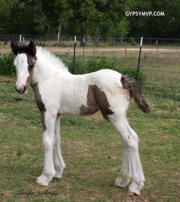 gypsy vanner horses for sale in texas. Gypsy Vanner Horses for Sale