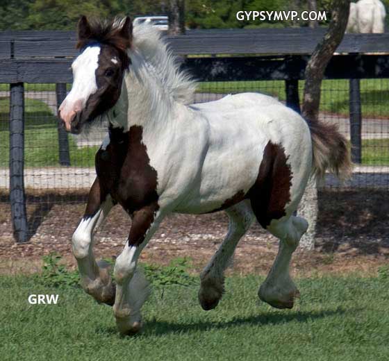 Gypsy Vanner Horses for Sale | Filly | Piebald | MVP's Ava