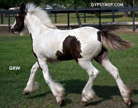Gypsy Vanner Horses for Sale | Filly | Piebald | MVP's Ava