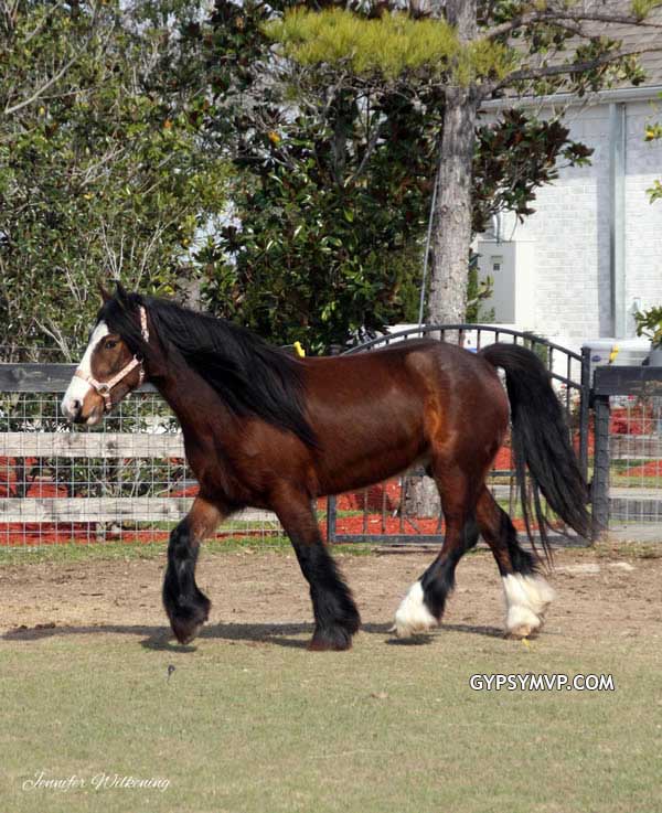 Gypsy Vanner Horses for Sale | Mare | Bay Mare