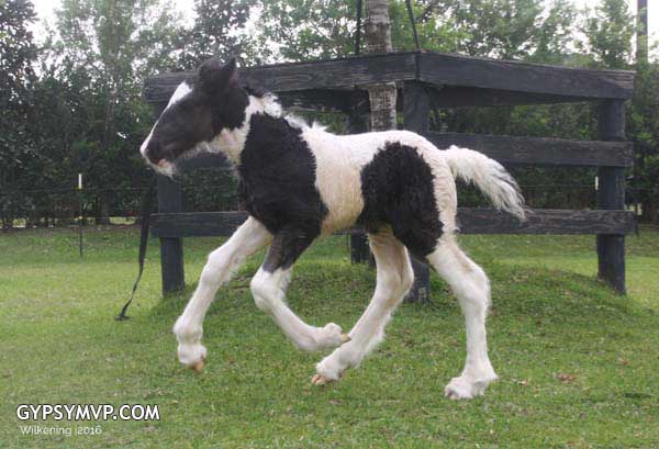Gypsy Vanner Horses for Sale | Colt | Piebald | Beau