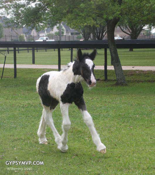 Gypsy Vanner Horses for Sale | Colt | Piebald | Beau