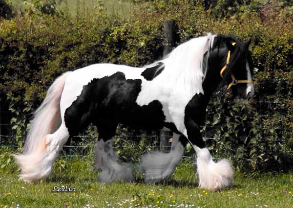 His Sire is Bees Knees, photo complments of LexLin 