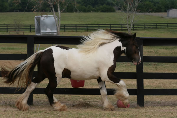Bella is a very well bred 2 year old Gypsy Vanner filly.