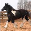 Gypsy Vanner Horses for Sale | Filly | Piebald | Belle