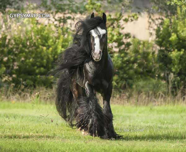 Gypsy Vanner Horses for Sale | Stallion | Black Bay | Billy Boy