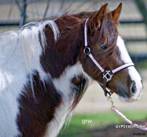 Gypsy Vanner Horse for Sale | Mare | Skewbald | Blessing