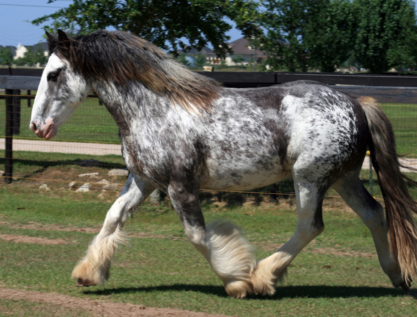 He is a blue roan / blagdon Gypsy Vanner with some spots.