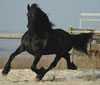 Bolero | Friesian Stallion for Sale