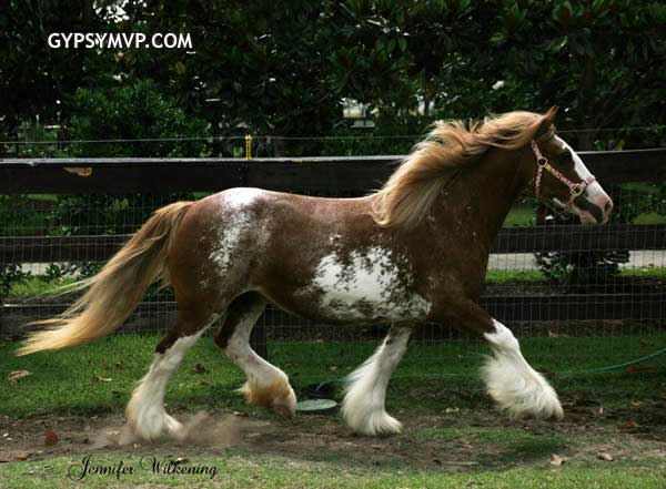 Gypsy Vanner Horses for Sale | Mare | Red Blagdon | Bonnie