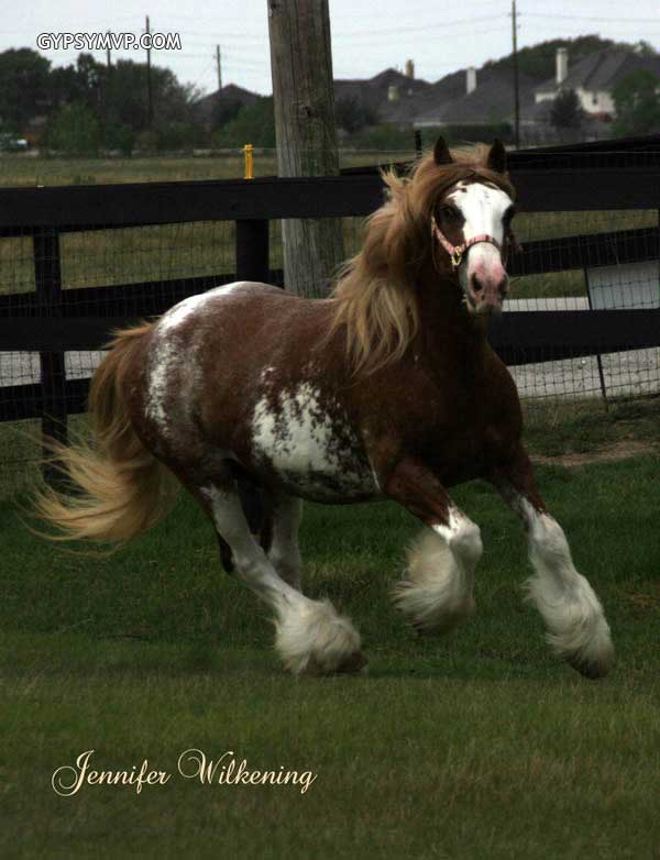Gypsy Vanner Horses for Sale | Mare | Red Blagdon | Bonnie