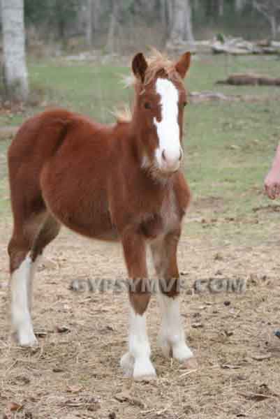 Gypsy Vanner Horse for Sale | Colts | Bronson