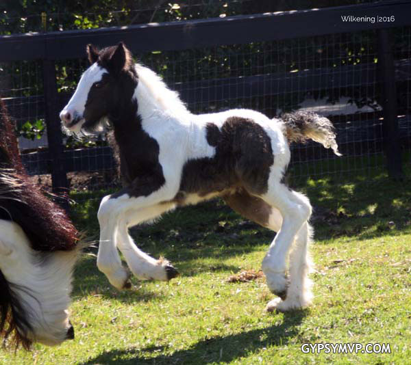 Gypsy Vanner Horses for Sale | Filly | Piebald | Brooklyn