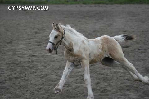 Gypsy Vanner Horses for Sale | Colt | Buck