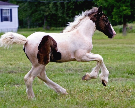 Calie | Gypsy Vanner Filly for Sale | Piebald
