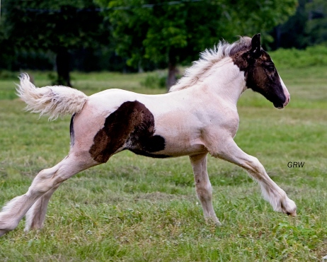 Calie | Gypsy Vanner Filly for Sale | Piebald