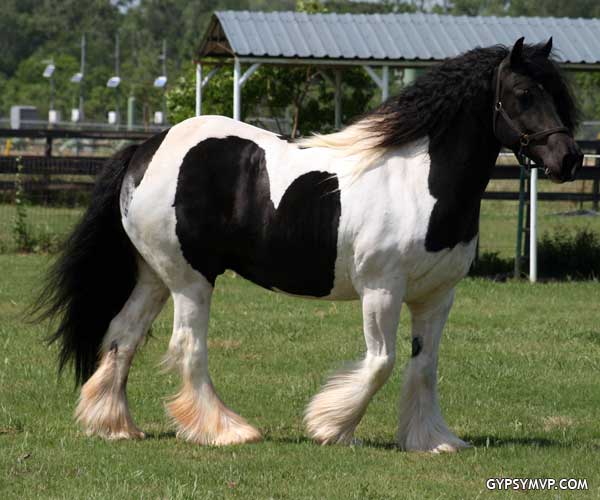 Gypsy Horse Calimero-for sale by Gypsy MVP