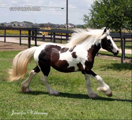Gypsy Vanner Horses for Sale | Filly | Piebald | Calypso