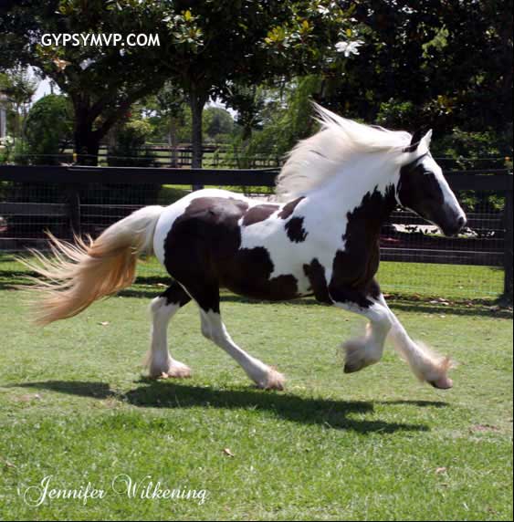 Gypsy Vanner Horses for Sale | Filly | Piebald | Calypso