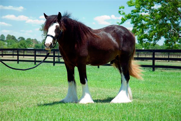 Camelot is a well built 2 year old Gypsy Vanner