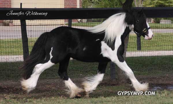 Gypsy Vanner Horses for Sale | Colt | Can't Touch This