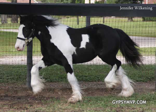 Gypsy Vanner Horses for Sale | Colt | Can't Touch This