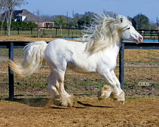 For a breeding stallion he is easy and affable in hand, he is easy to train and has proved to be excellent in traffic. 