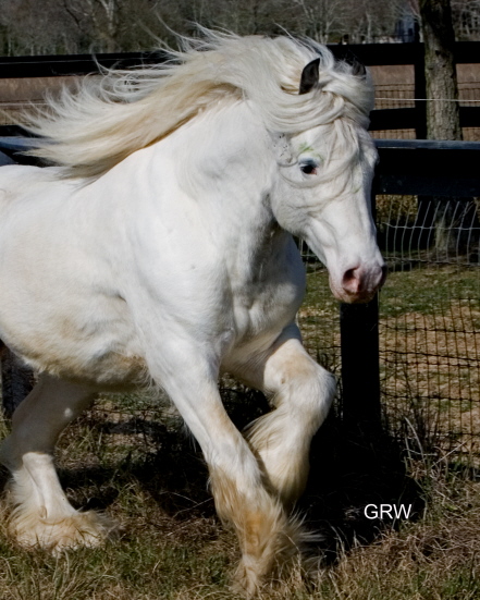 Caruso | Gypsy Vanner Stallion for Sale | Grey