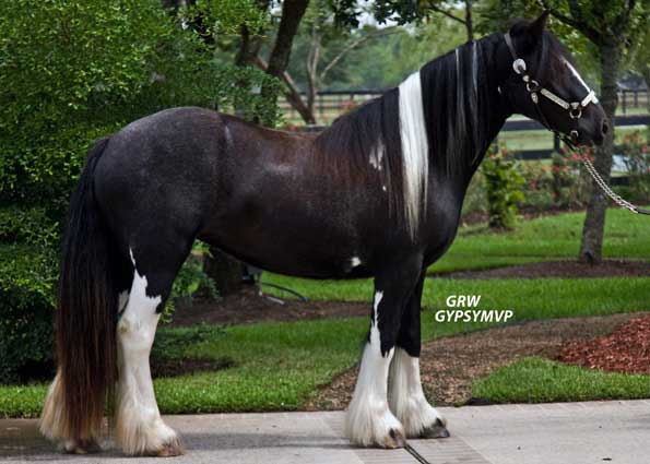 Cassevea-Gypsy Vanner Mare offered for Sale