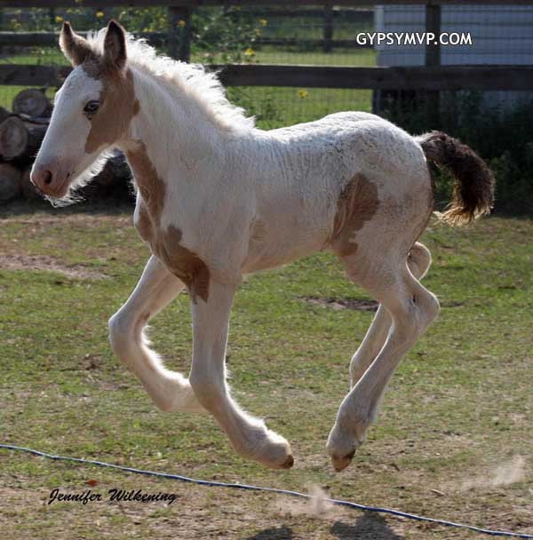Gypsy Vanner Horses for Sale | Filly | Buckskin and White | Cassidy