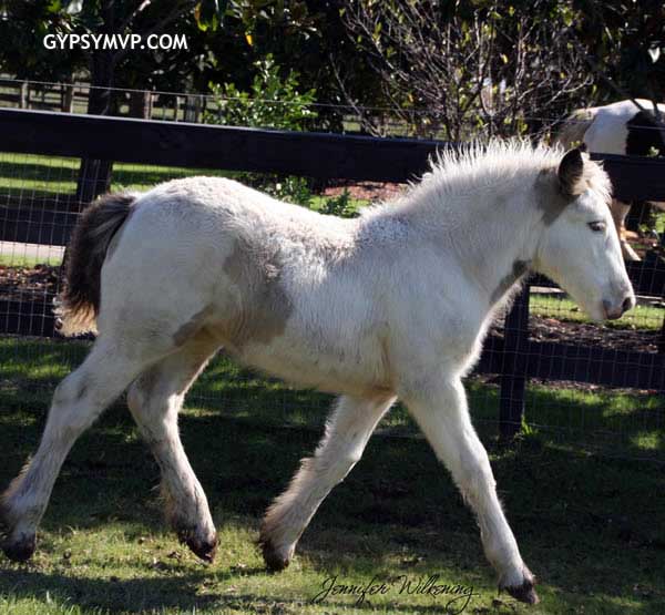 Gypsy Vanner Horses for Sale | Filly | Buckskin and White | Cassidy