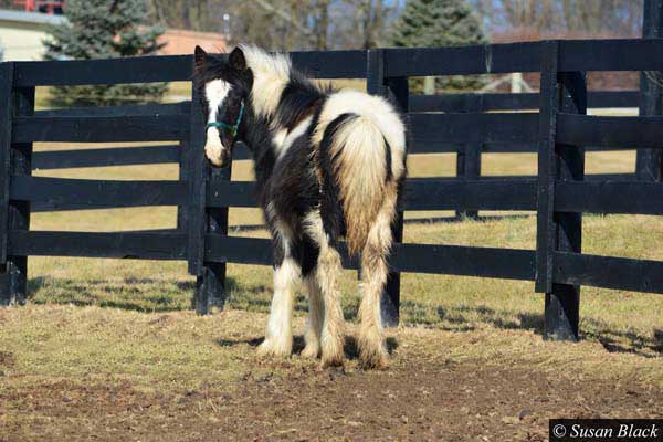 Gypsy Vanner Horses for Sale | Filly | Black Tobiano | Celia