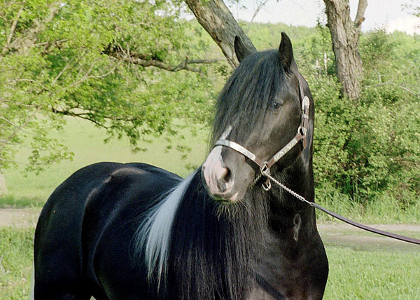 Champion is a registered stallion with the Gypsy Vanner Horse Society.