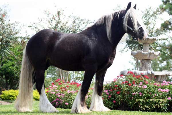 Gypsy Vanner Horses for Sale | Stallion | Charisma