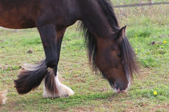 Equine Financing Available