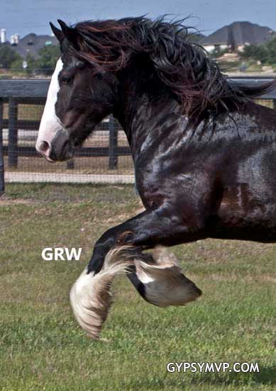 Gypsy Vanner Horses for Sale | Stallion | Piebald | MVP's Champions Lucky Charm