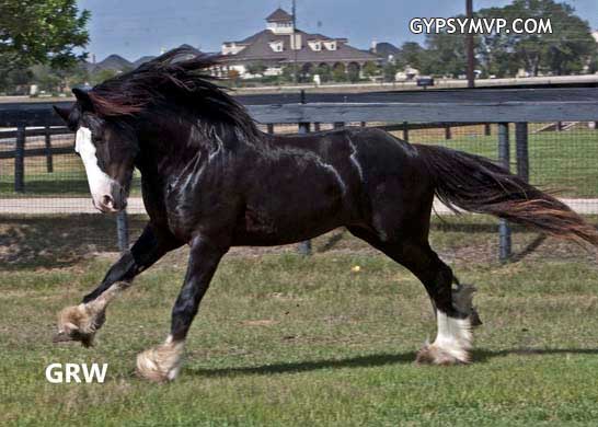 Gypsy Vanner Horses for Sale | Stallion | Piebald | MVP's Champions Lucky Charm