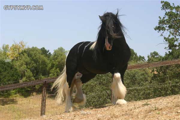 Gypsy Vanner Horses for Sale | Filly | Piebald | Dawn